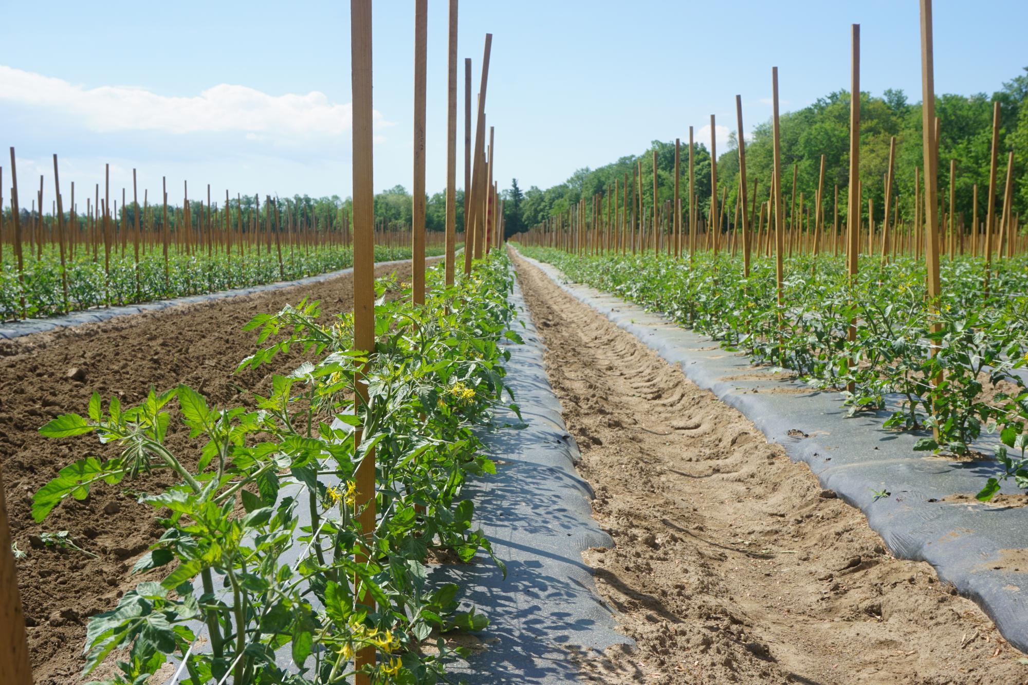 Tomato Plants