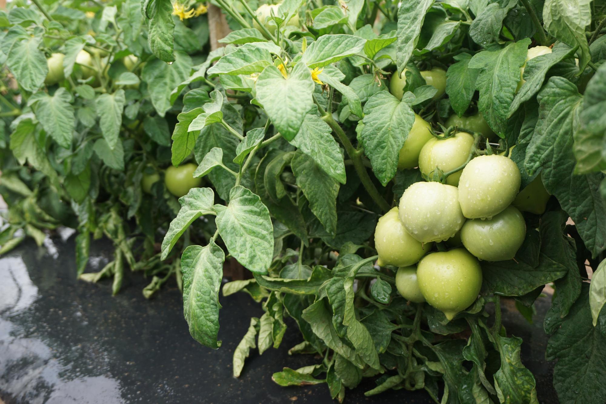 Early Tomato Plant