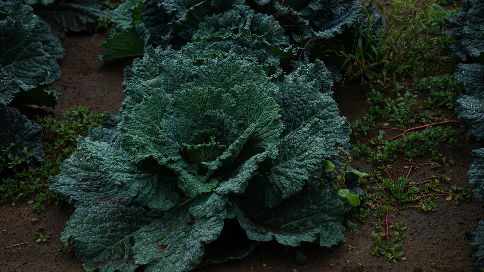 Savoy Cabbage