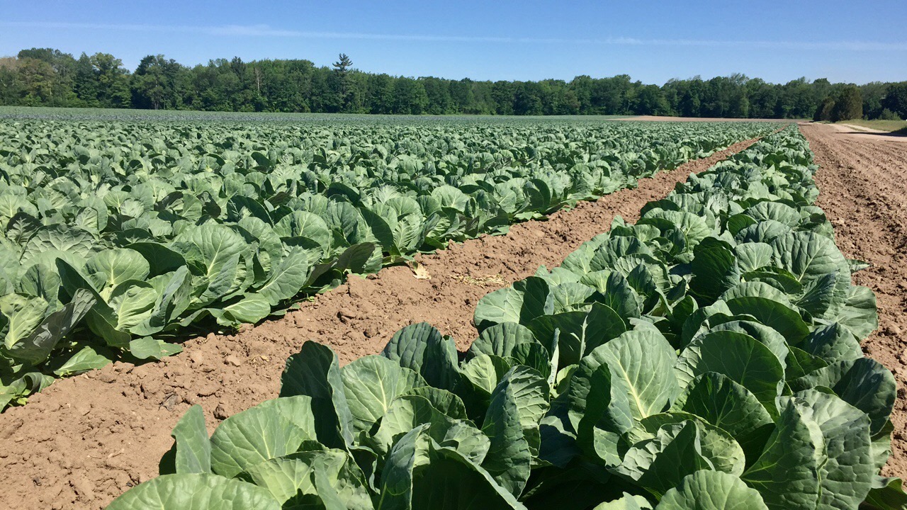 Green Cabbage