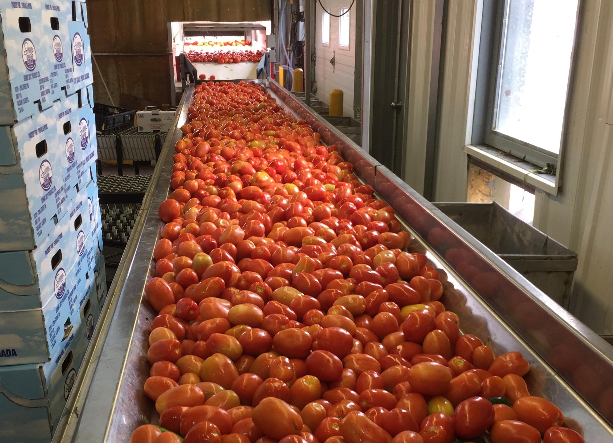 Roma Tomatoes