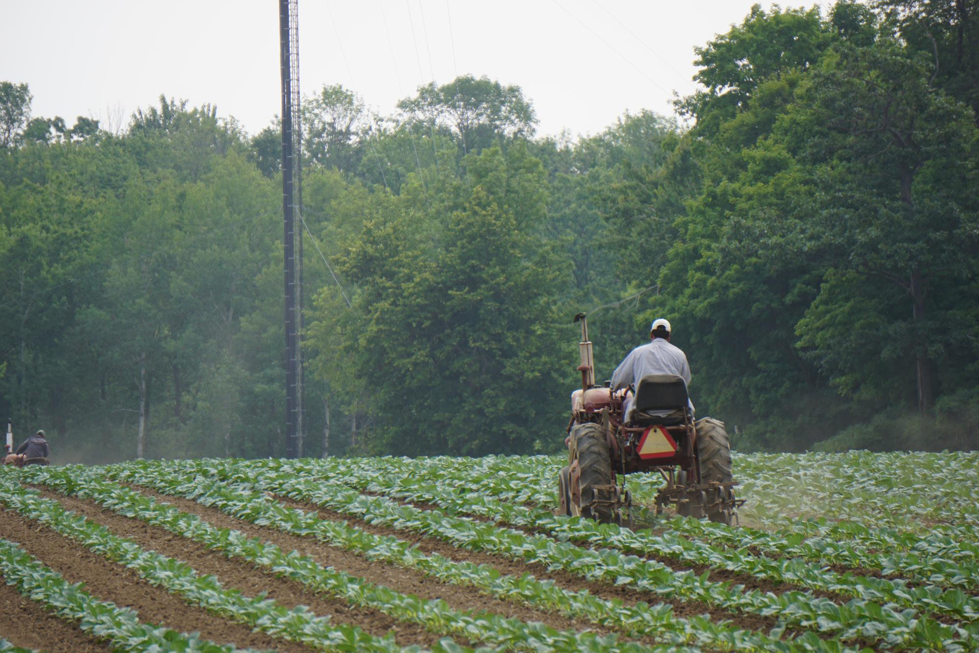 Cabbage Field