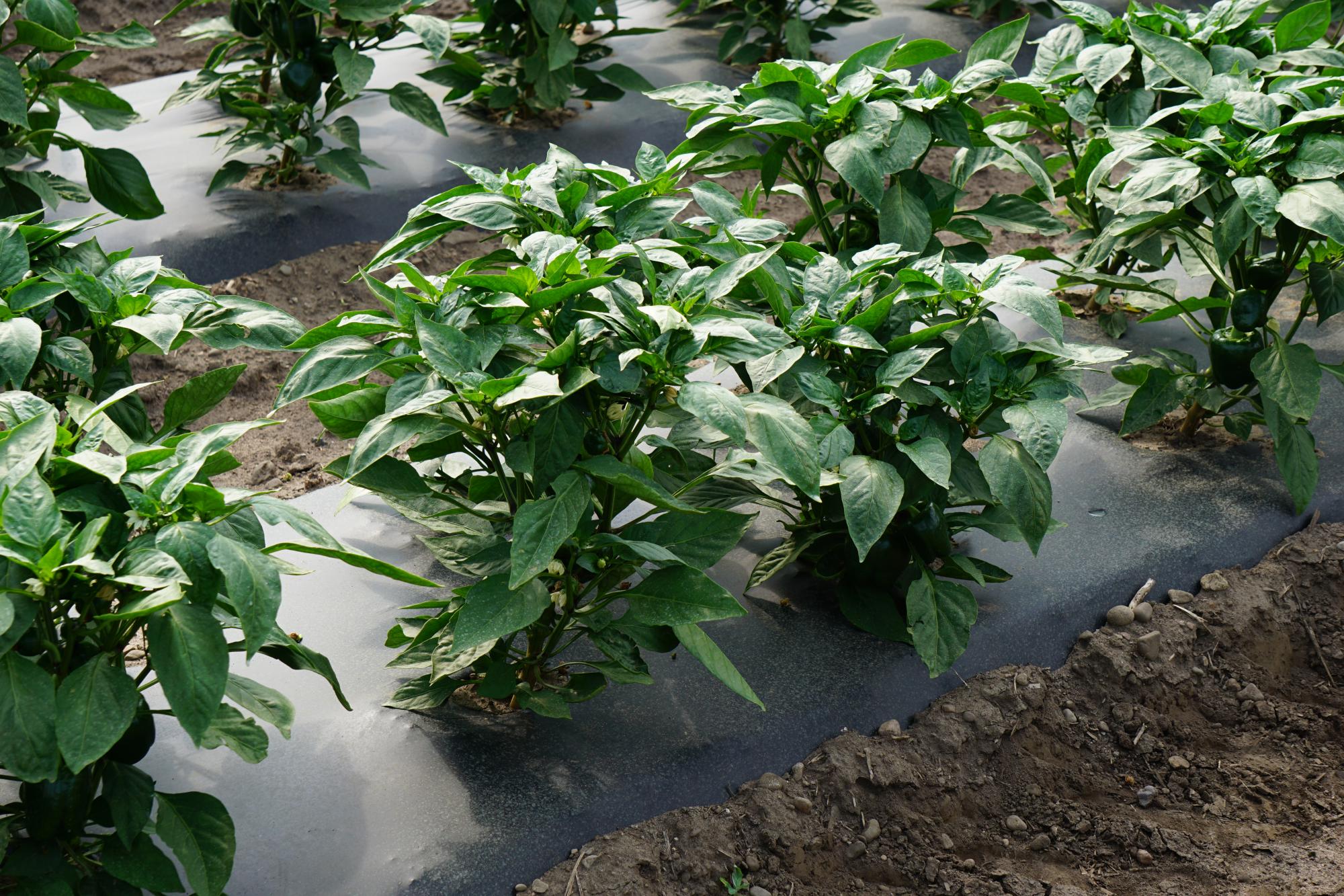Pepper Plants