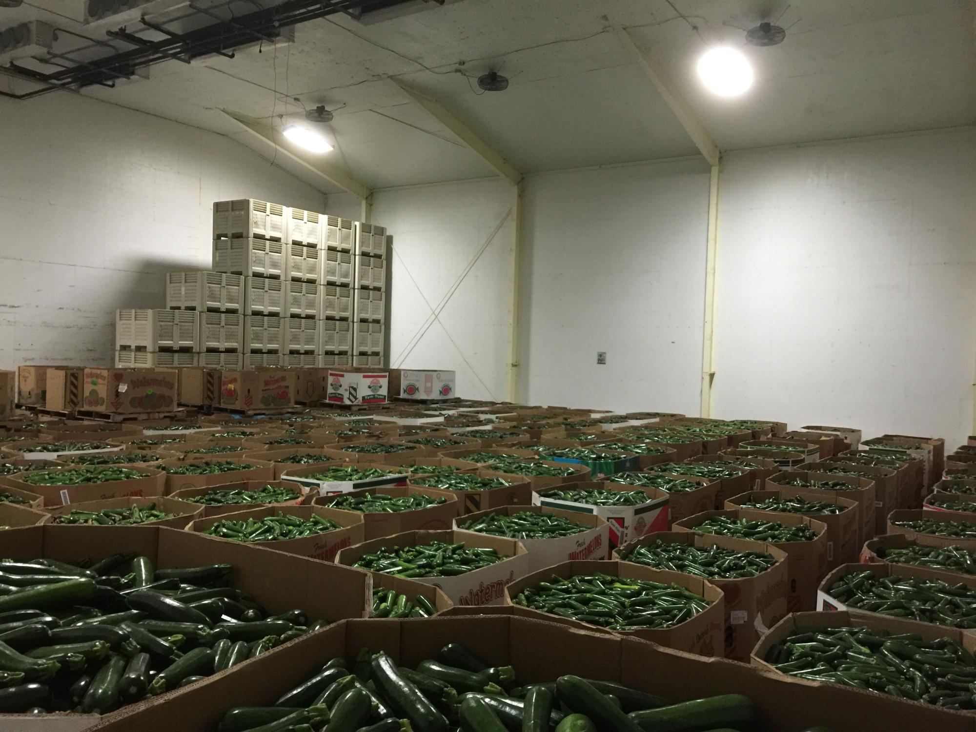 Cooler of Zucchini