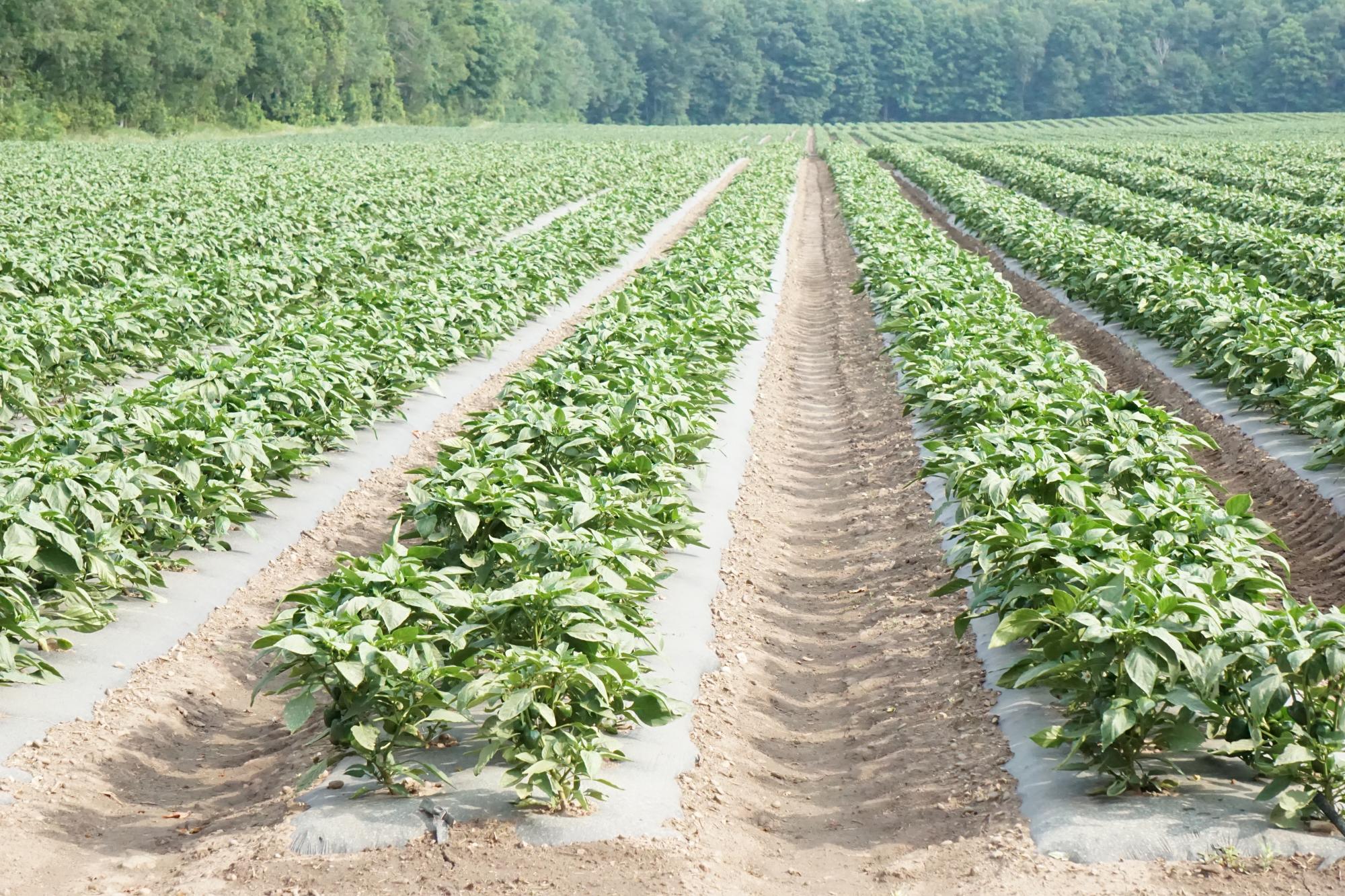 Pepper Field