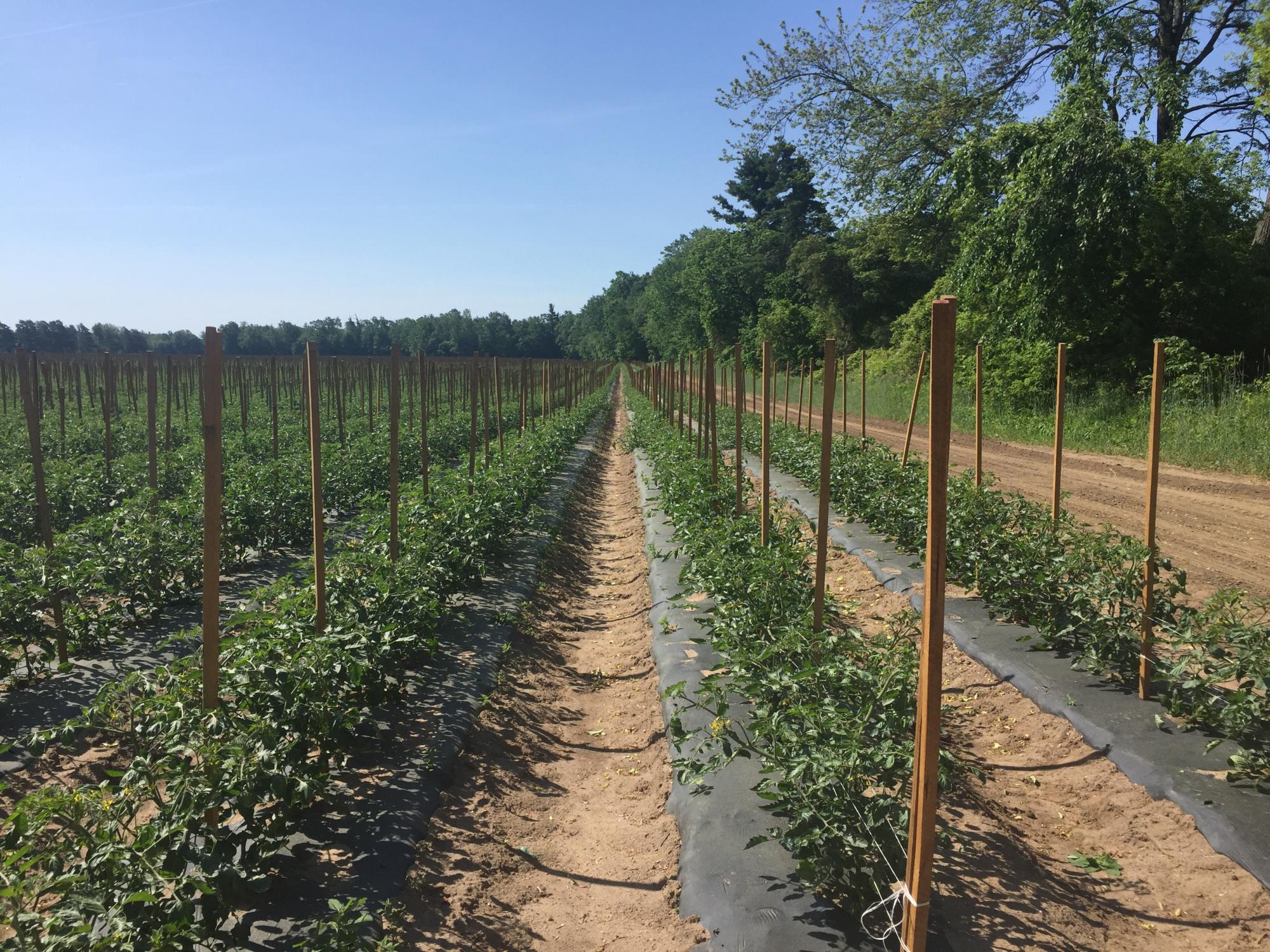 Grape Tomato Field