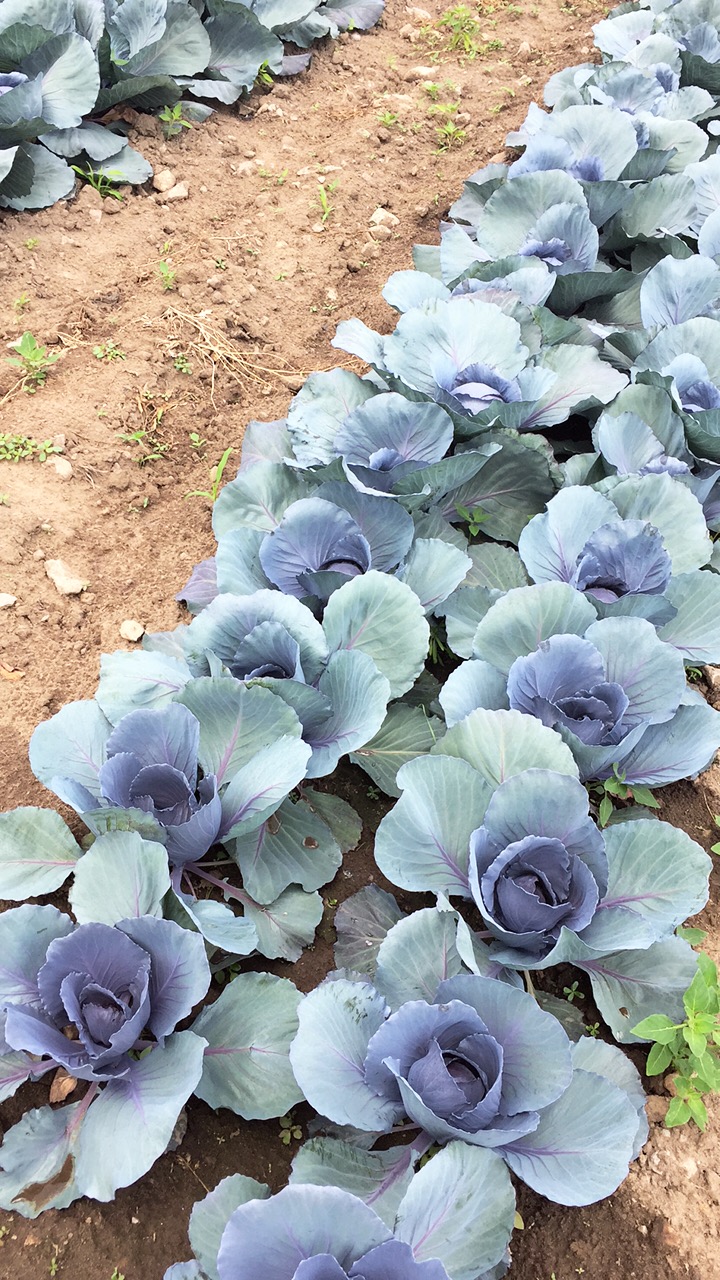 Red Cabbage