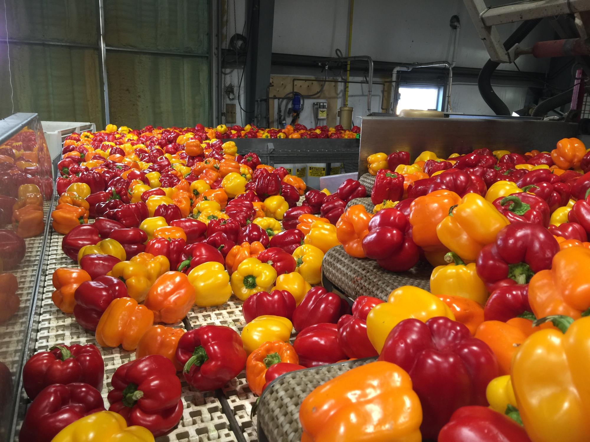 Coloured Bell Peppers