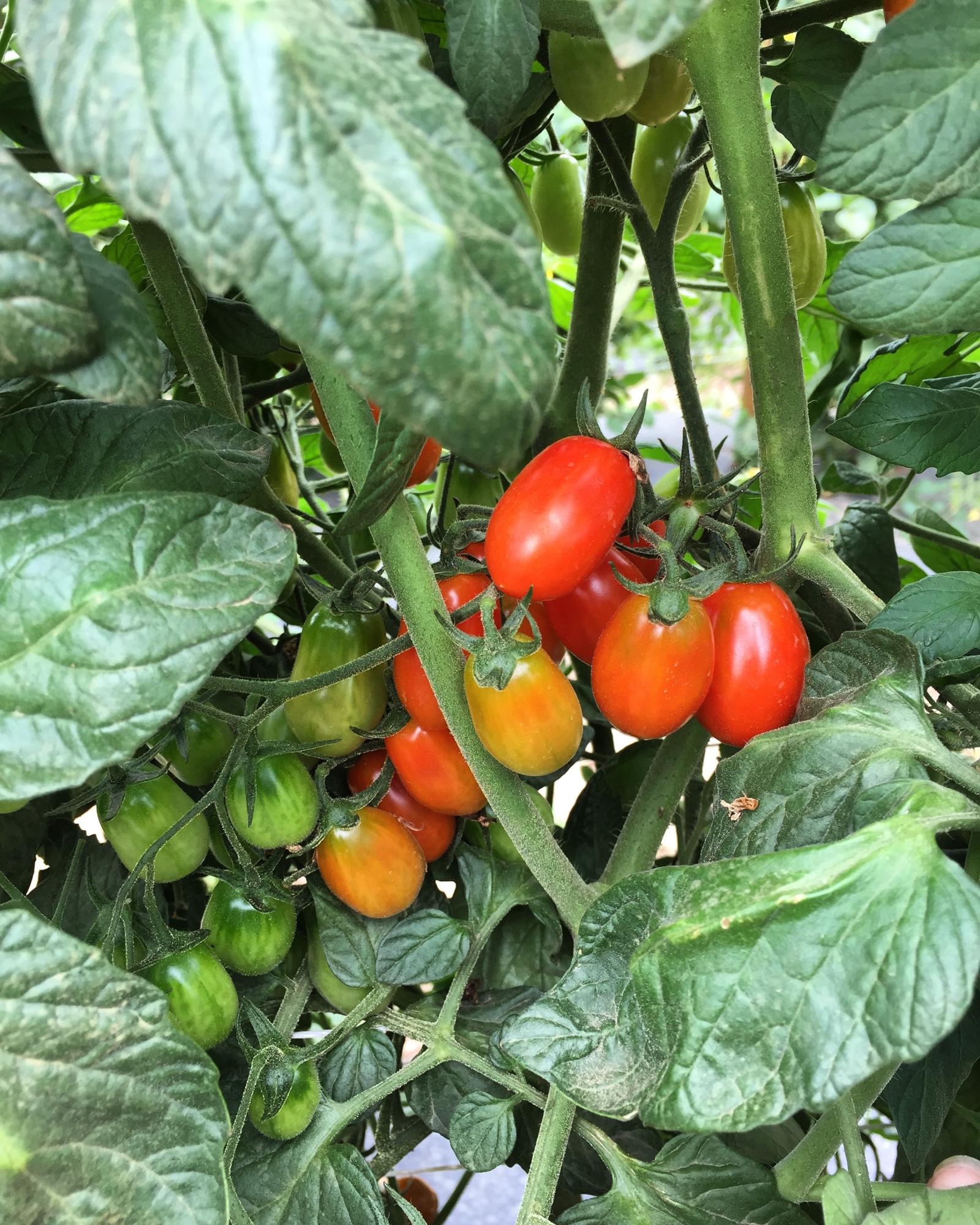 Graoe Tomato Plant
