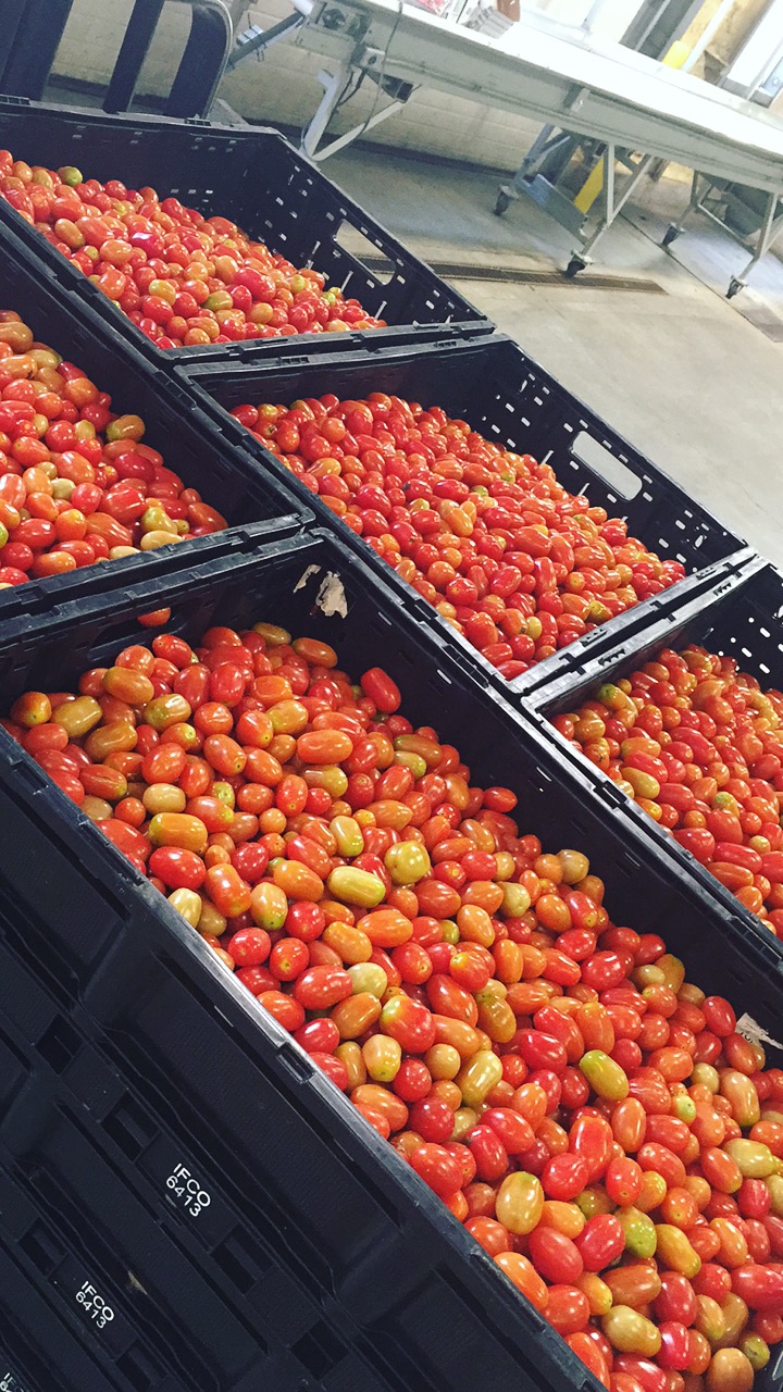 Grape Tomatoes