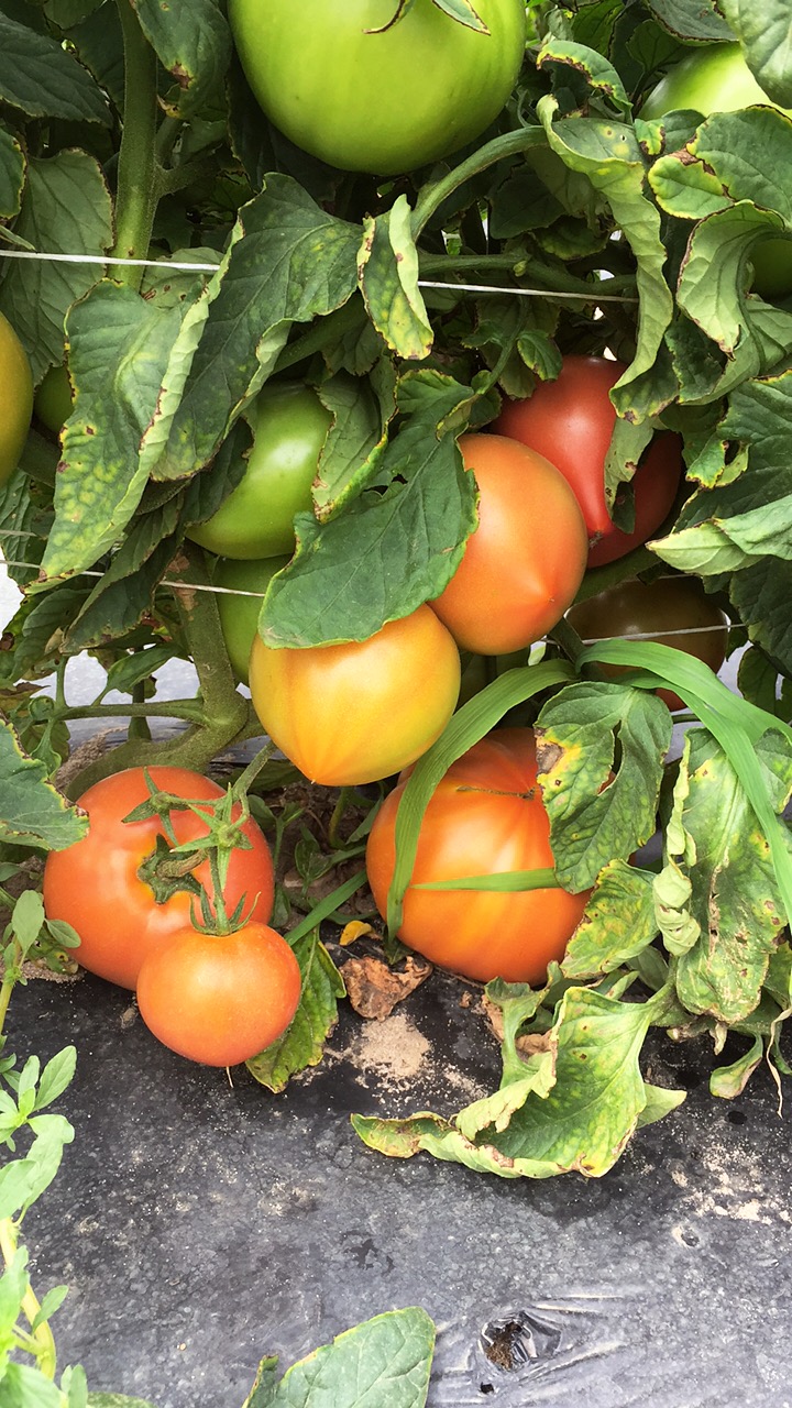 Field Tomato Plant