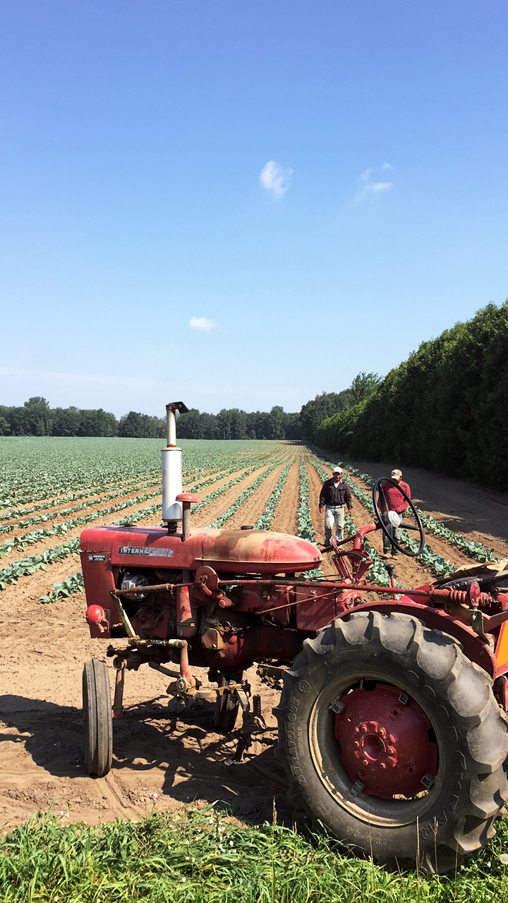 Cultivator in the Cabbage Field