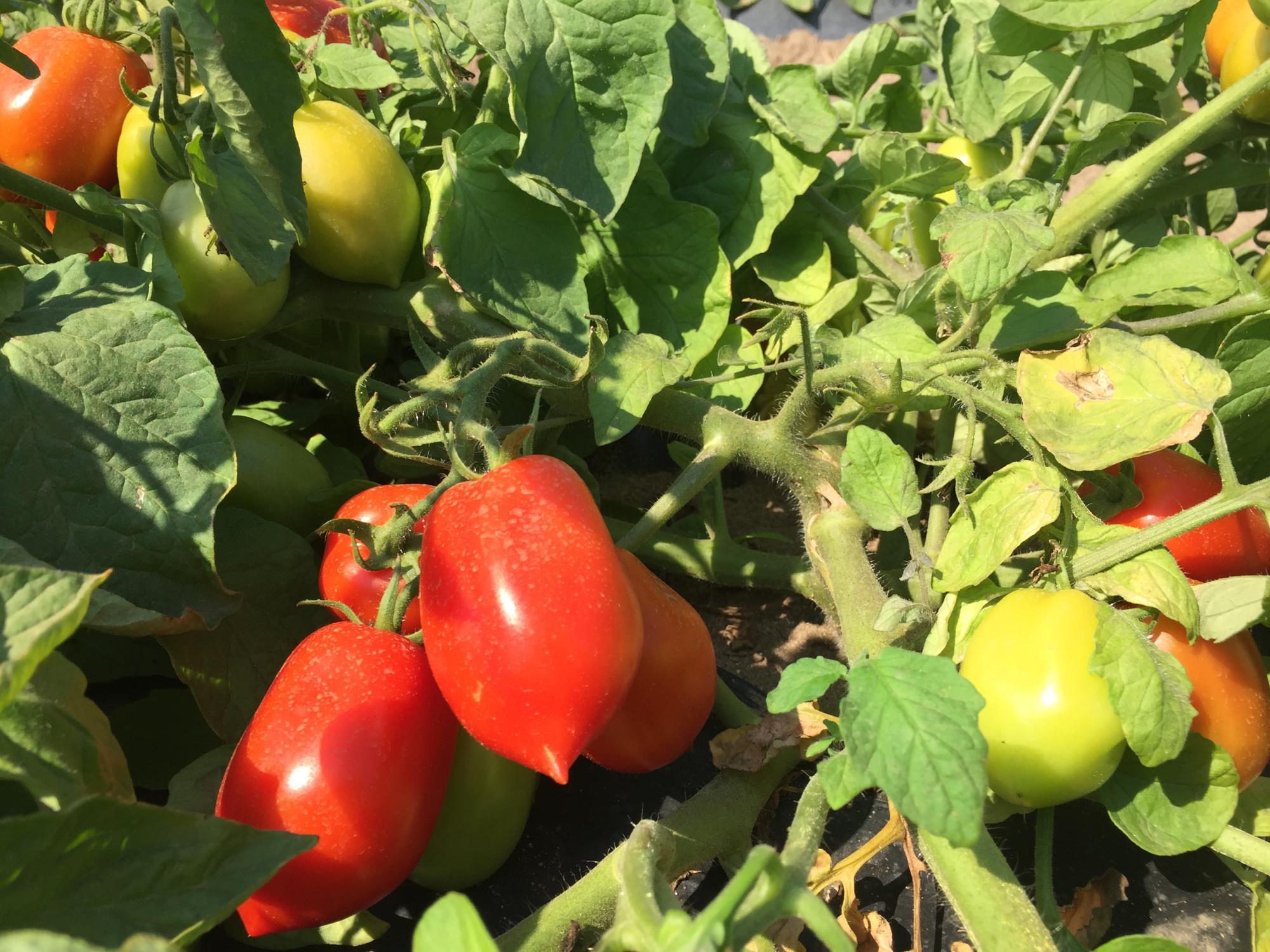 Roma Tomato Plant