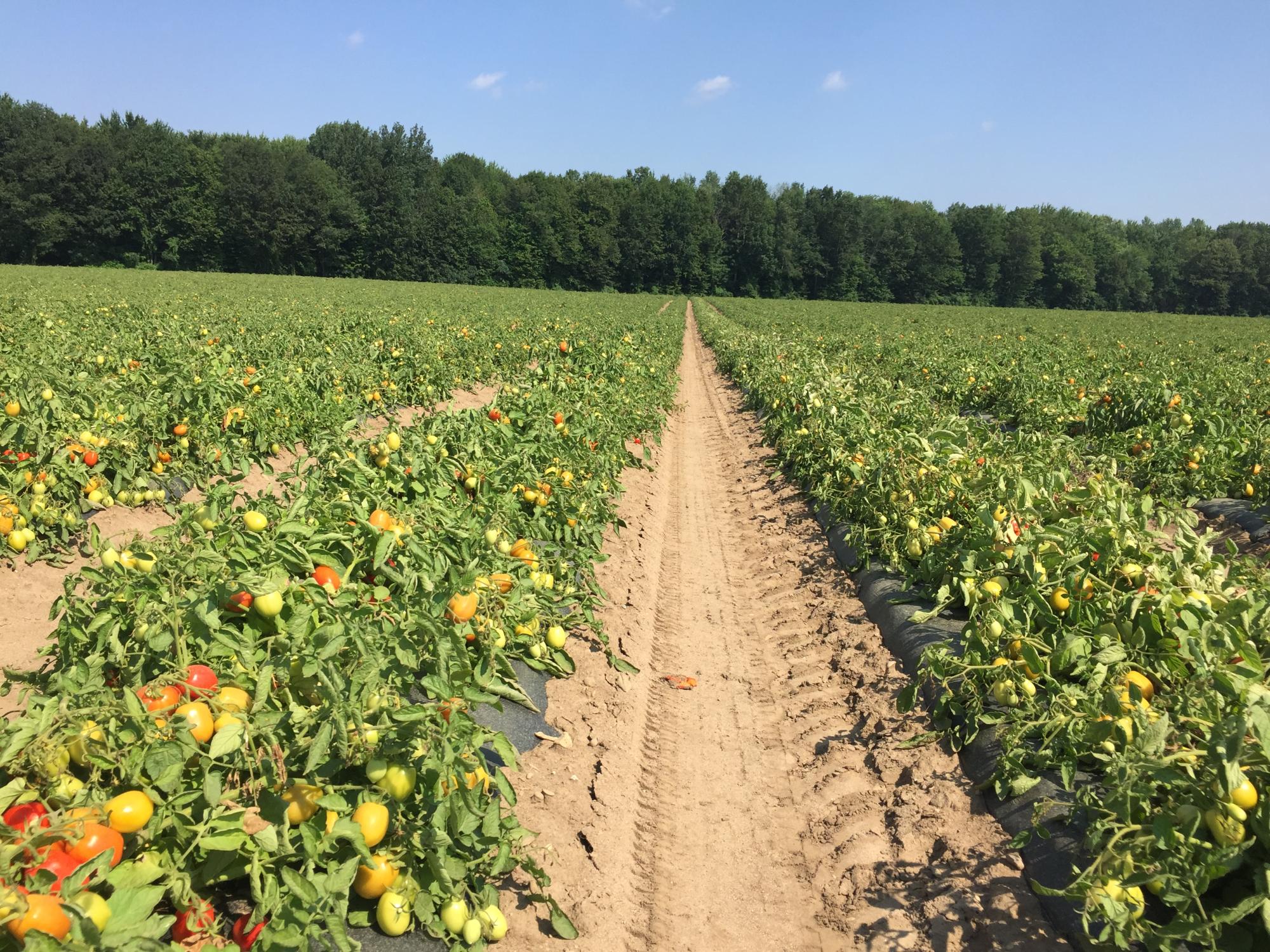 Roma Tomato Field