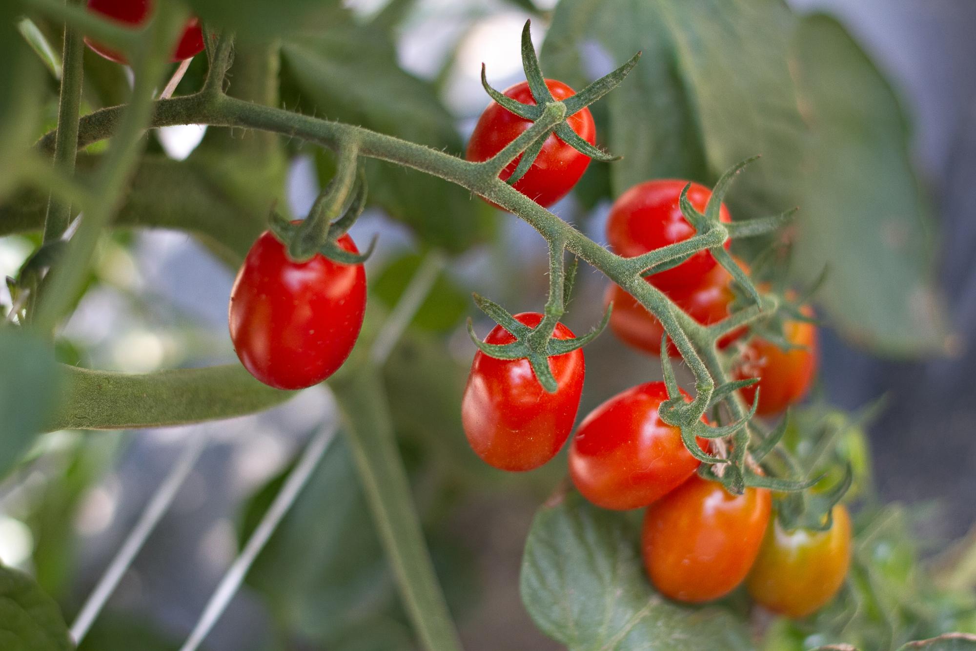 Grape Tomatoes