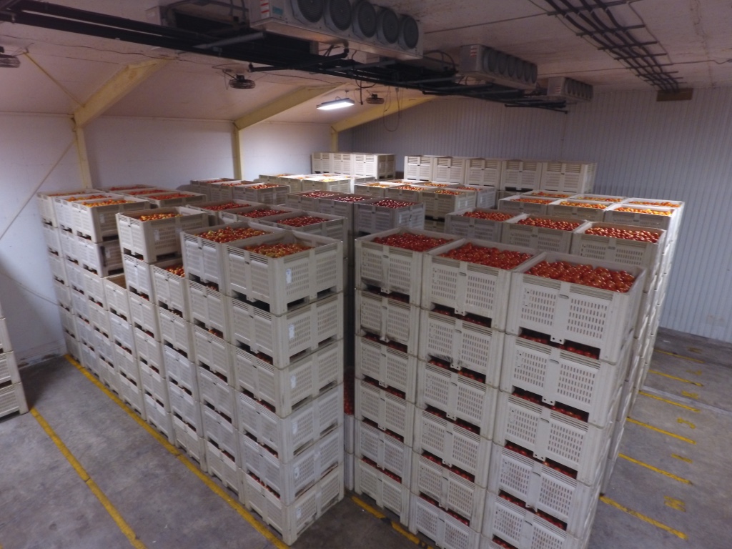 Cooler of Tomatoes