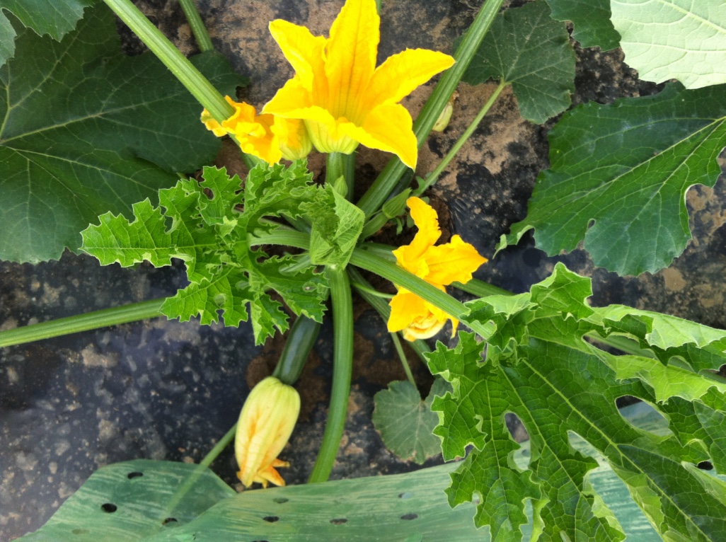 Zucchini Plant