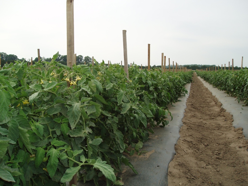 Tomato Plants