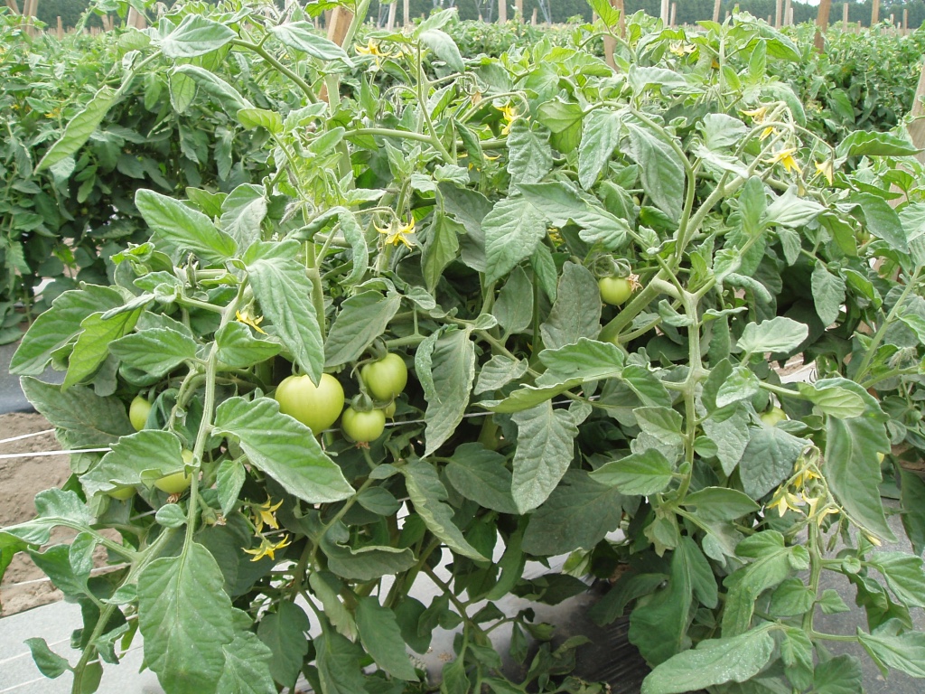 Field Tomato Plant