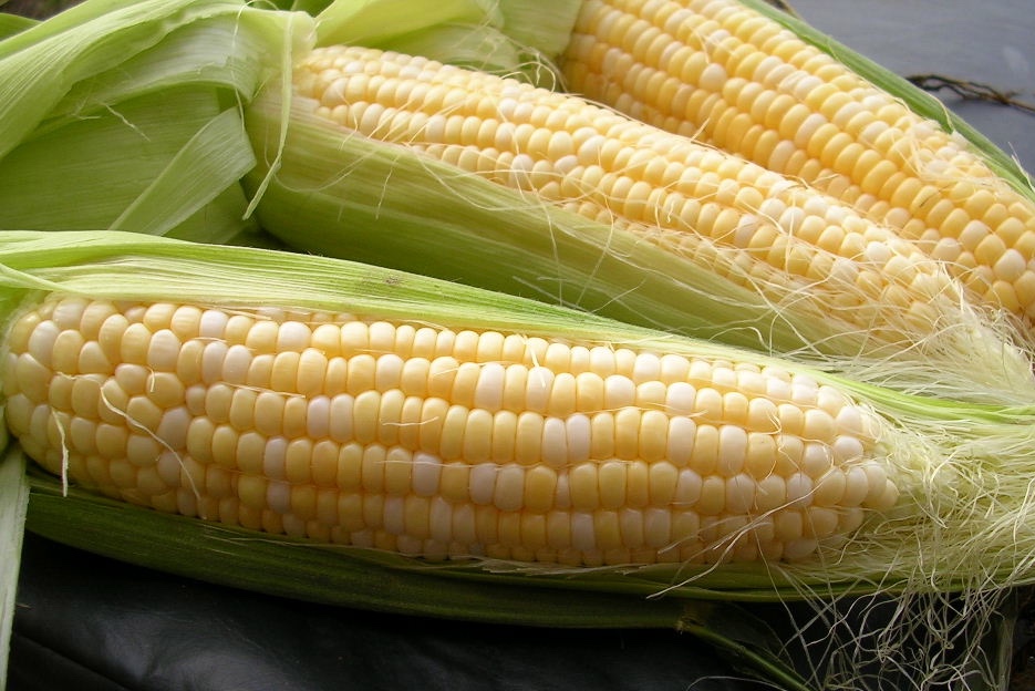 Sweet Corn